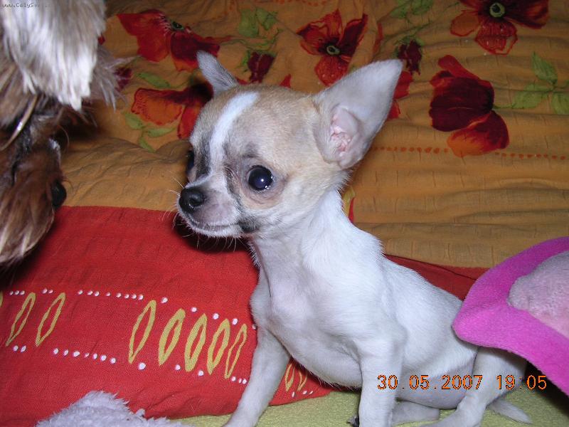 Foto: �ivav� sle�na M�jinka