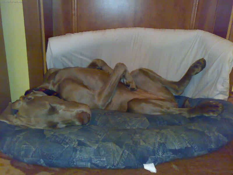 Foto: ply��k Vega