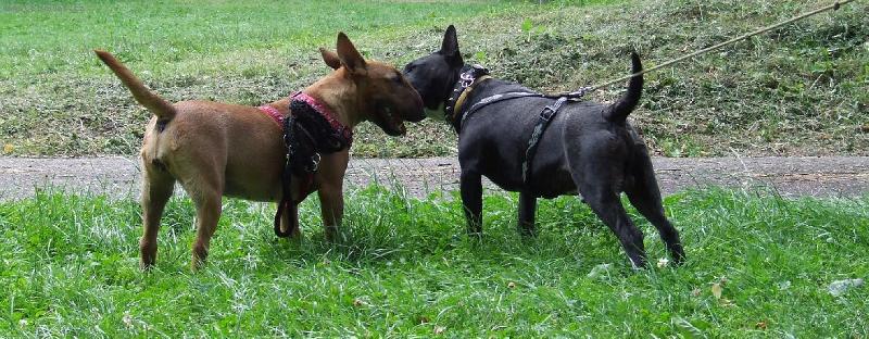 Foto: Hariet a Ozzy-Karotka a Krtek