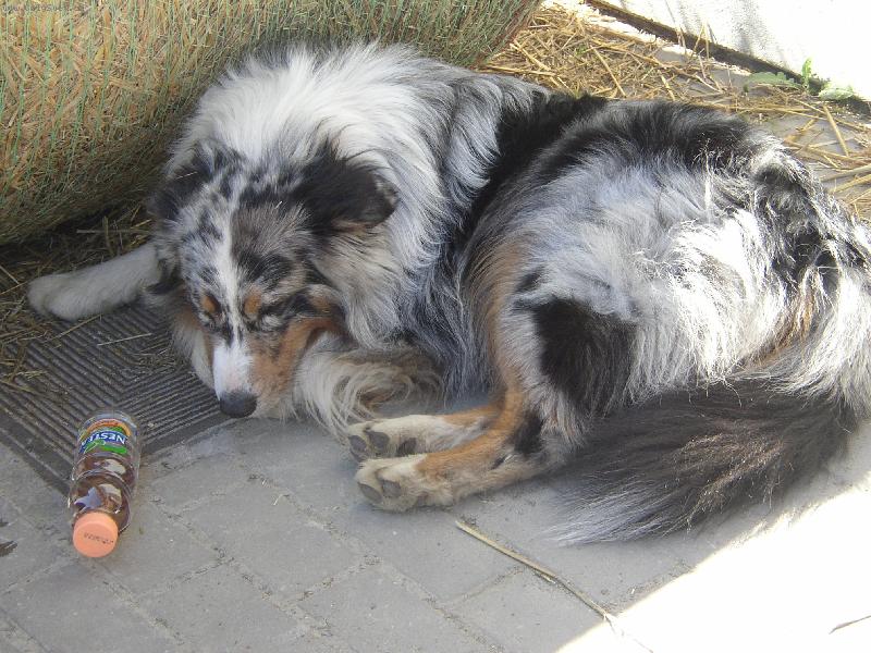 Foto: Australsk� ov��k