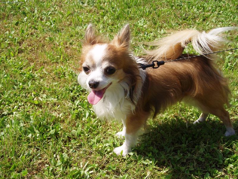 Foto: Kry�t�fek-na proch�zce