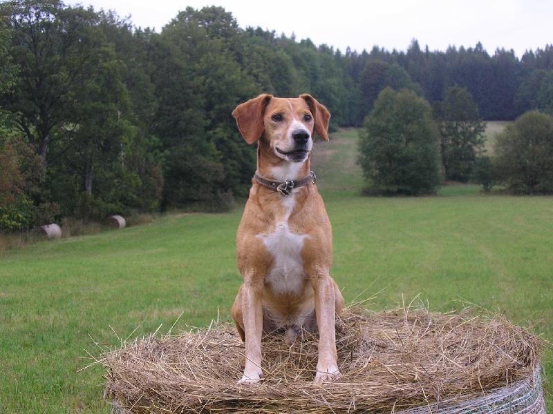 Foto: Bene�ek-hl�dka