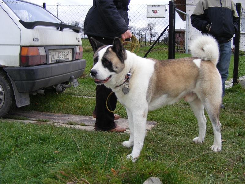 Foto: ARPO-AMERICKA AKITA