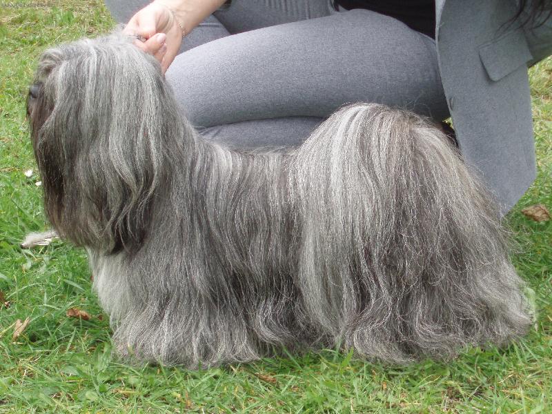 Foto: Lhasa Apso-CASSANDRA Hestiin chr�m