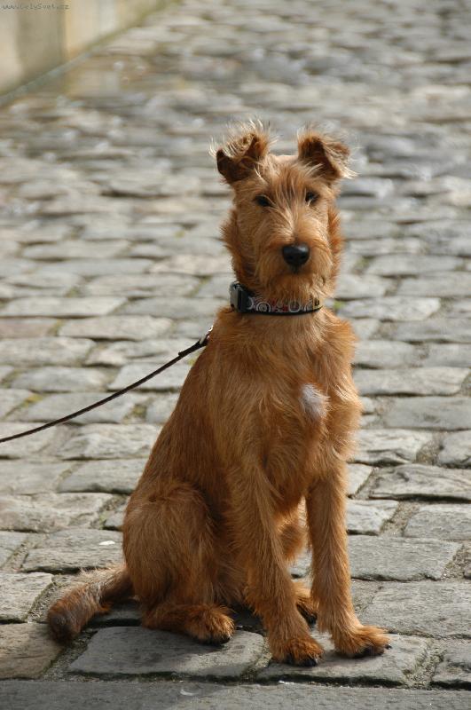 Foto: Irsk� teri�r-Soo-Nee