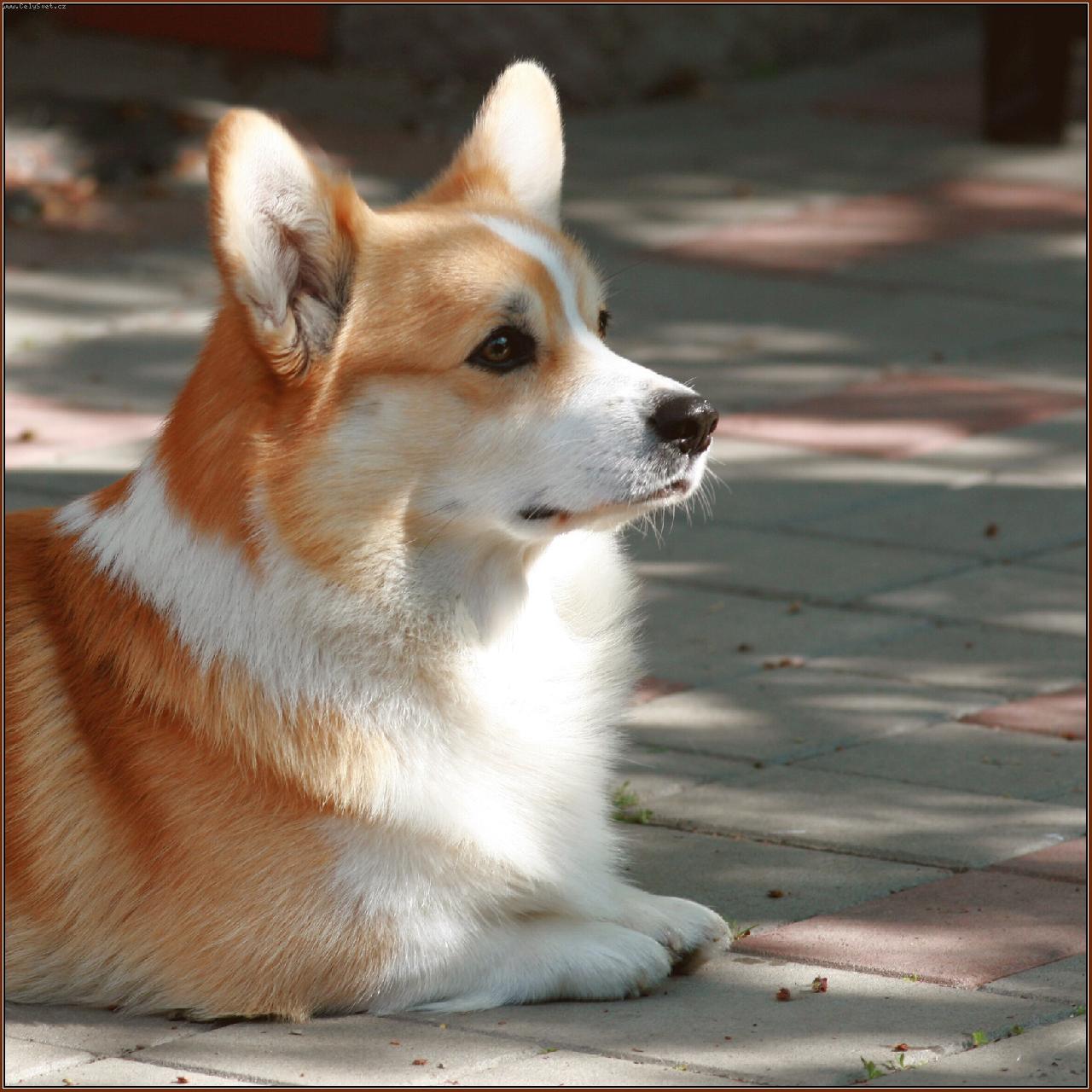 Foto: Darney - p�t  let-ICh_ Darney Vranovsk� �leb