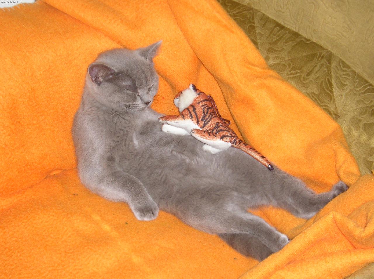 Foto: US�N�N�-BRITKA