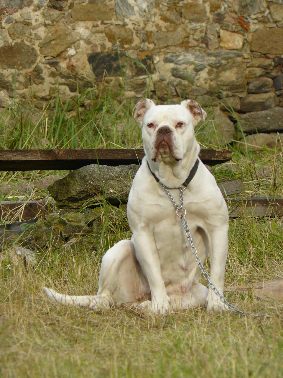 Foto: Vee Eight"s Hemi"Cuda