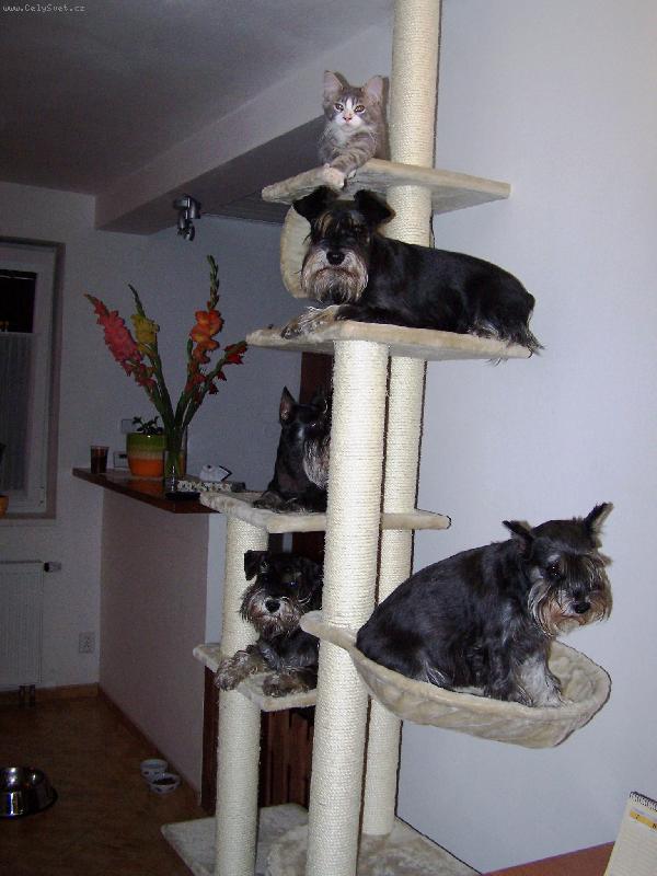 Foto: Ko�kops� strom