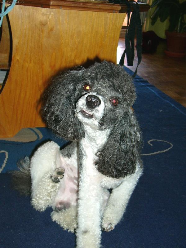 Foto: Drbu se ani nev�m jak ...