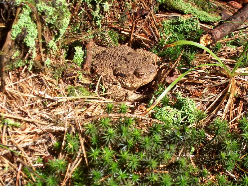 Foto: Dokonale maskovan�