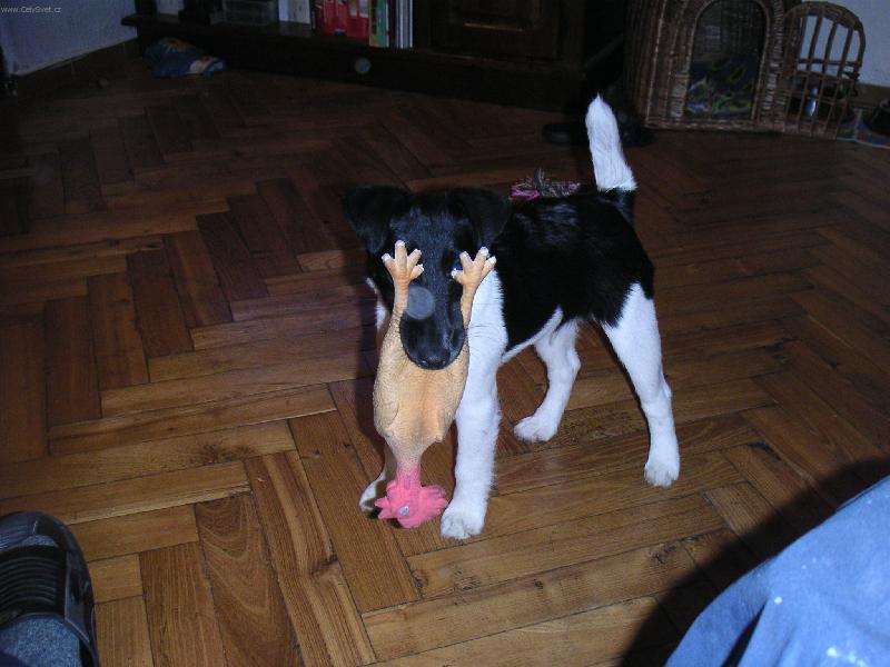 Foto: Pro� nevid�m!!!???-Jednou budu opravdov� lovec!