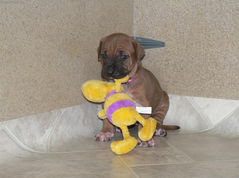 Foto: Destinka s Vil�kem-roztomil� ne? :o)