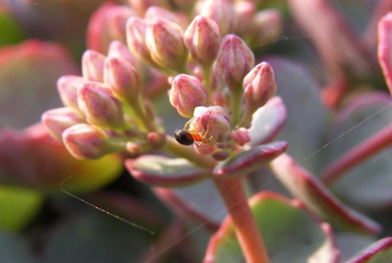 Foto: Pavou�ek-T��milimetrov� pred�tor...