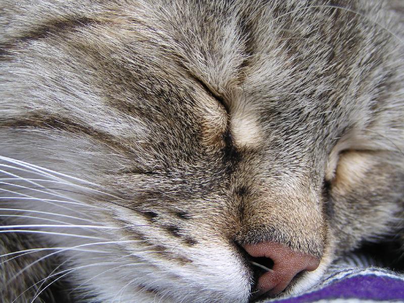 Foto: sladk� sn�n�