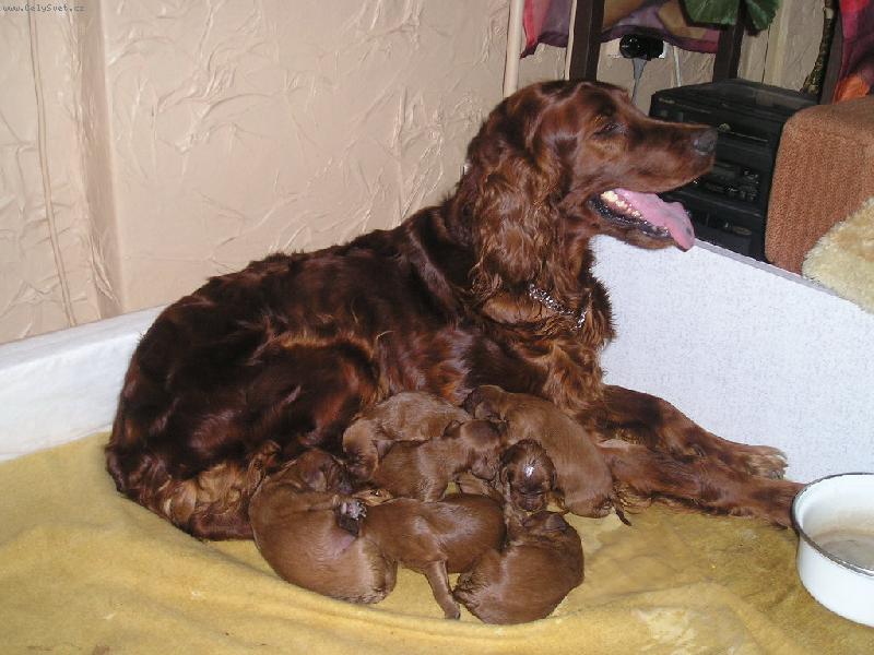 Foto: matka a �t�nata