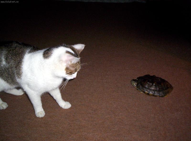 Foto: Ko�ka & �elva - zn�me se ?