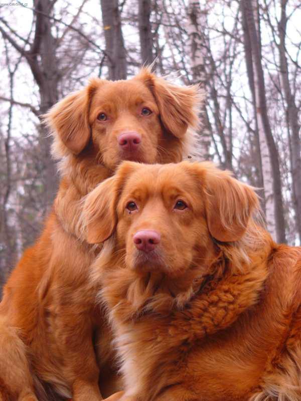 Foto: tolle�i v lese