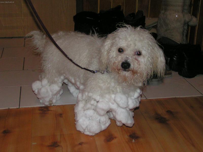 Foto: Sne�n� pes