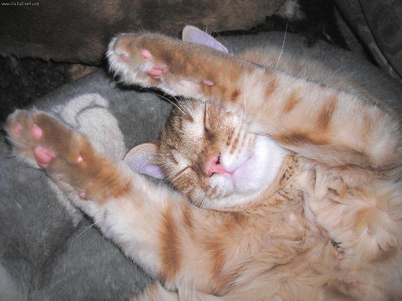 Foto: Dobrou noc