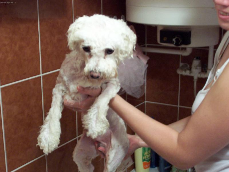 Foto: CHlup��-krysa