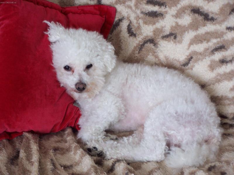 Foto: CHlup��-poledn� siesta