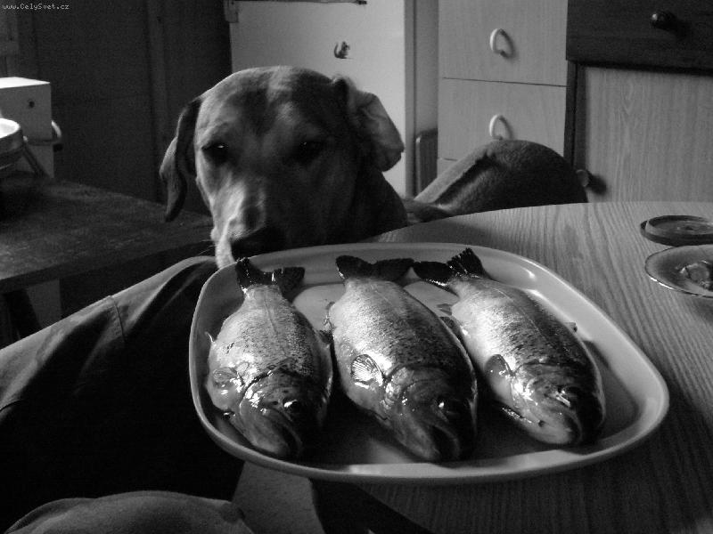 Foto: "Fish&chips"