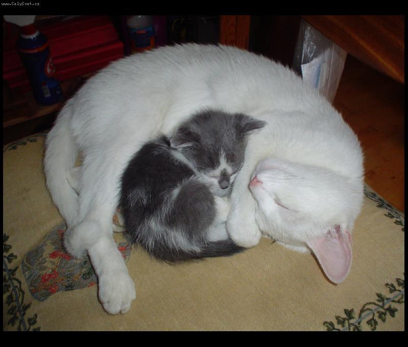 Foto: Dobrou noc a� v�s ble�ky �t�pou celou noc:-)