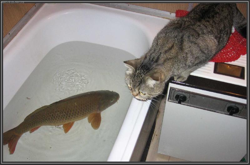 Foto: chyt�m - nechyt�m