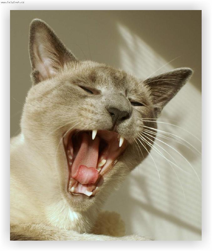 Foto: U������-Chilli