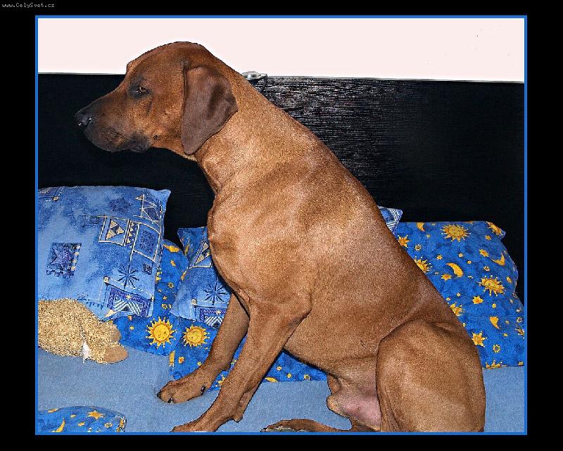 Foto: rhodesk� ridgeback