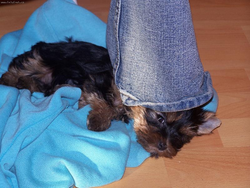 Foto: S�rinka mimi-S�rinka mimi