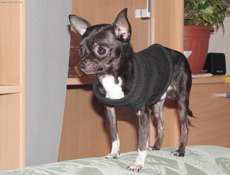 Foto: Jackson-3 ro�n� pes