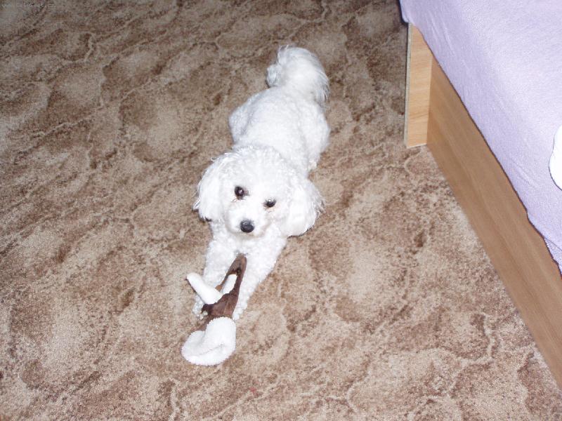 Foto: ost��hanec