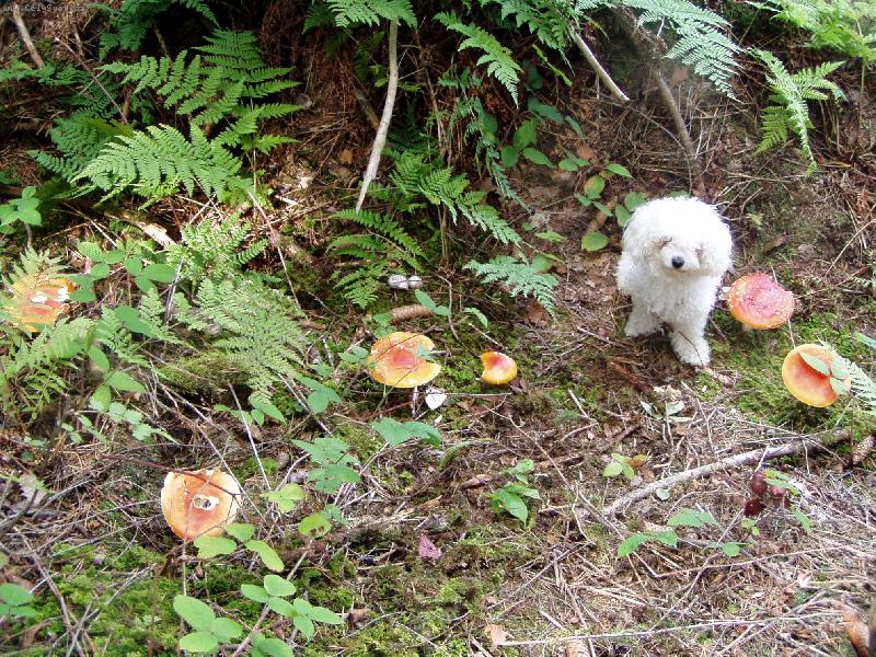 Foto: pozor jedovat� houby