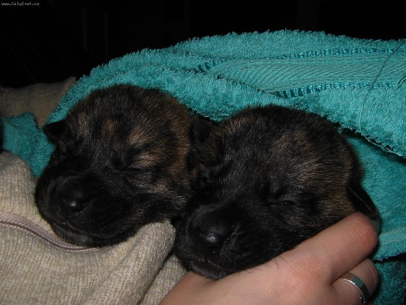 Foto: Darwin a Darta�an-Za��n�me koukat :)