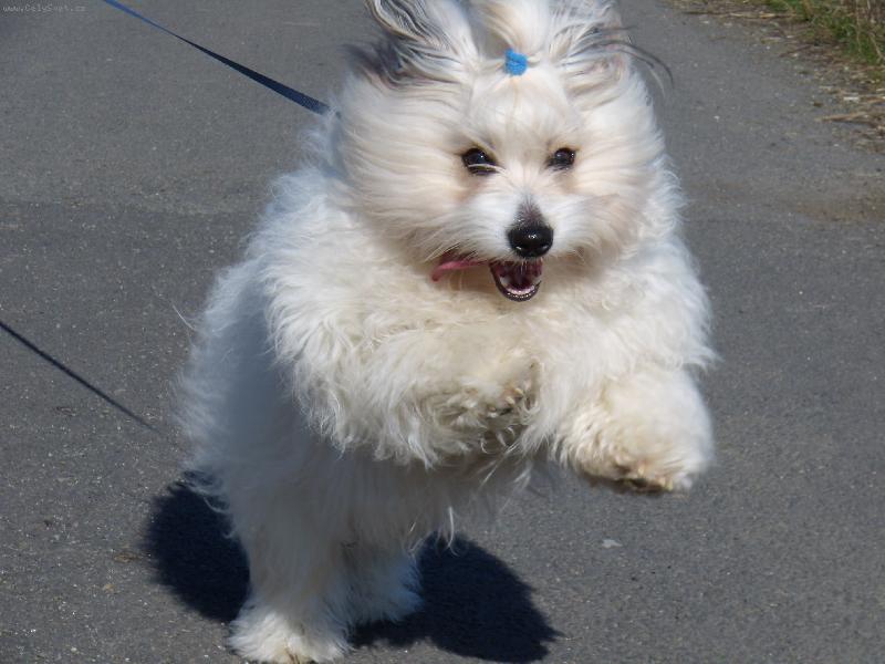 Foto: Done�ek-... v b�hu ...