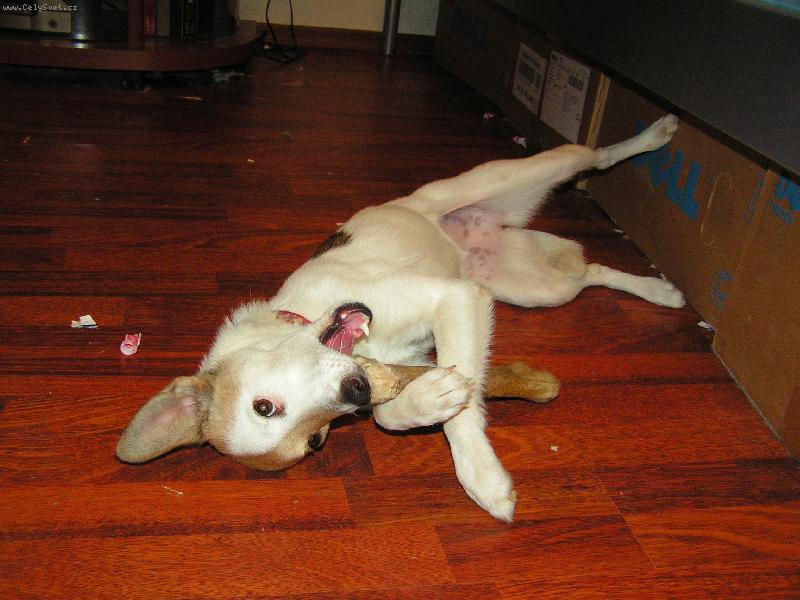 Foto: Besinka s kosti�kou