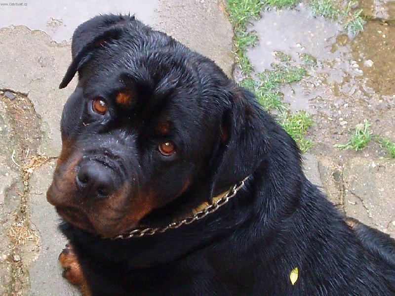 Foto: Mokr� pes