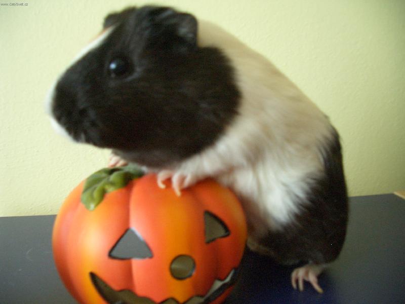 Foto: mor�e Pepinka