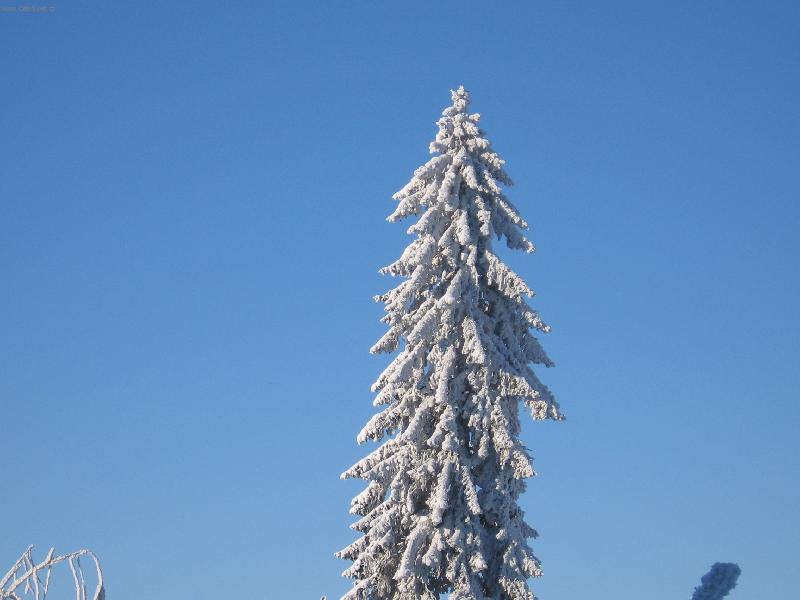 Foto: sn�n� stromek-takov� zasn�en� strom.....