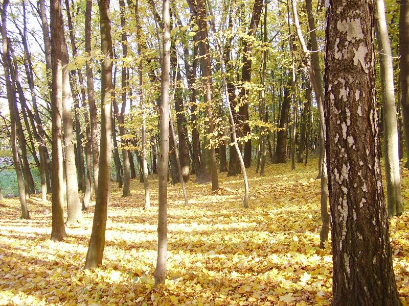 Foto: paprsky slunce na podzim