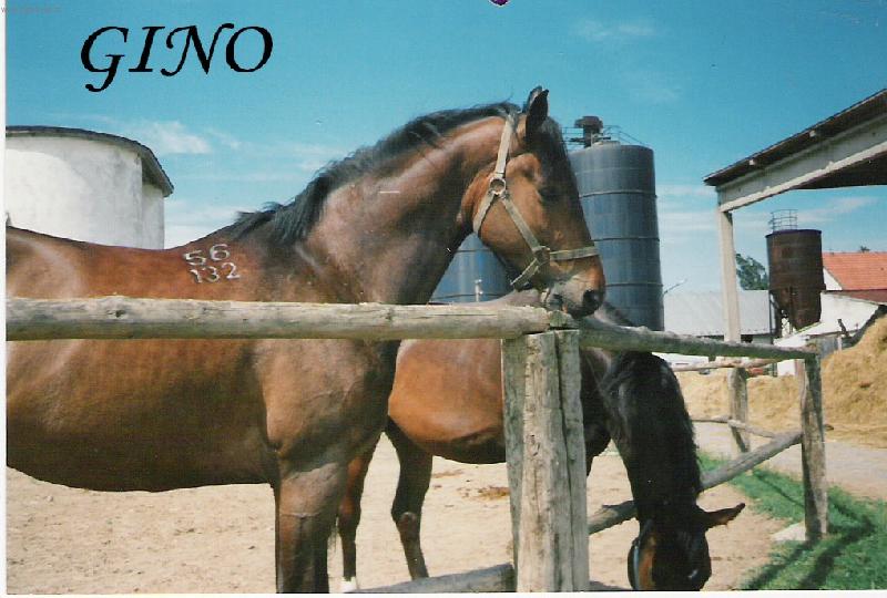 Foto: GINO-Ve v�b�hu