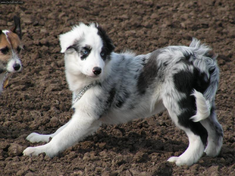 Foto: BAD-p��prava na hru