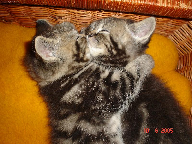 Foto: M�m t� moc r�d...-Na�e sp�c� zlat� mramorovan� ko��tka