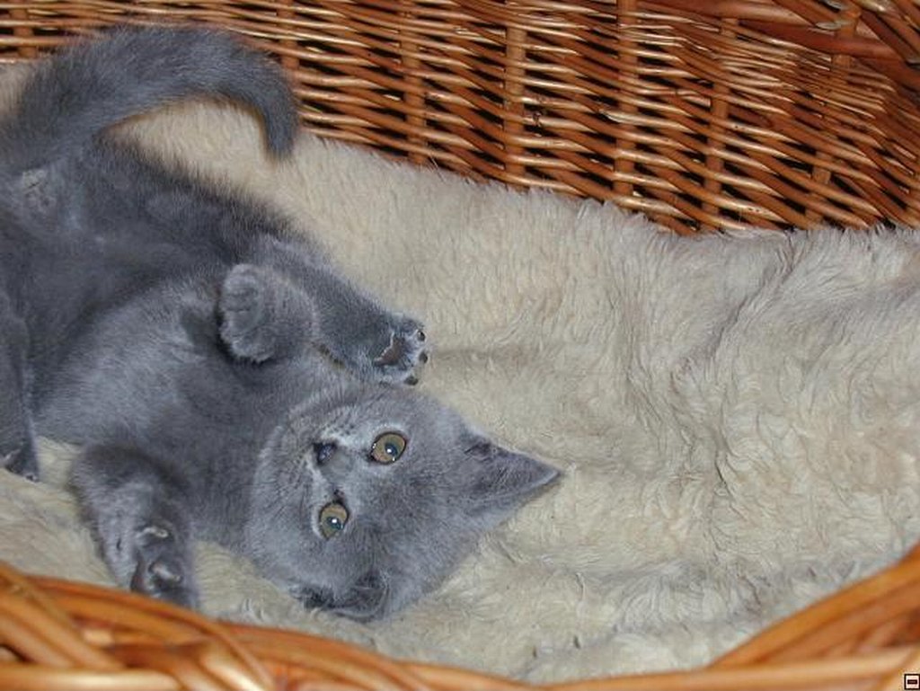 Foto: Nelly-Relax v pel�ku..........