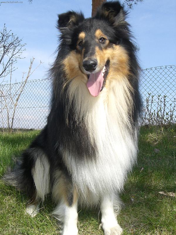 Foto: Ulvar black Vermiko-15.4. 2006