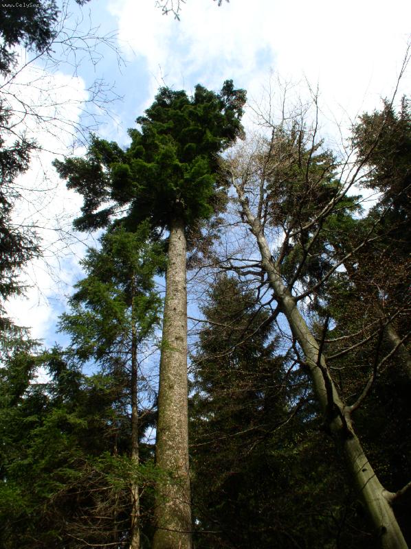 Foto: jedle - kr�vna Orlick�ch hor