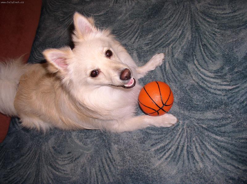 Foto: M�j pes-M�j Rex�k