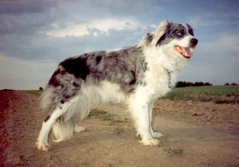 Foto: Modr� modrook�